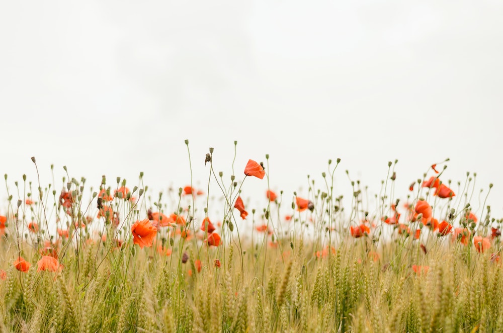 poppies-henry-be-IicyiaPYGGI-unsplash